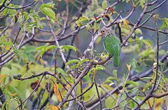 Lineated Barbet